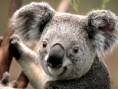 /album/galeria-de-fotos/koala-jpg/