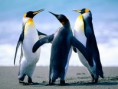 /album/galeria-de-fotos/penguins-jpg/
