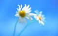/album/galeria-de-fotos/flower-jpg/